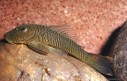 Pleco chaetostoma stripped — 5
